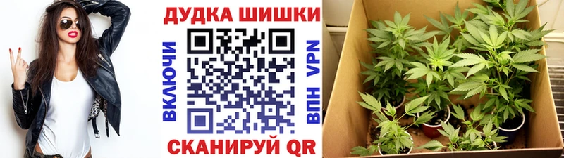 МАРИХУАНА сатива  Далматово 